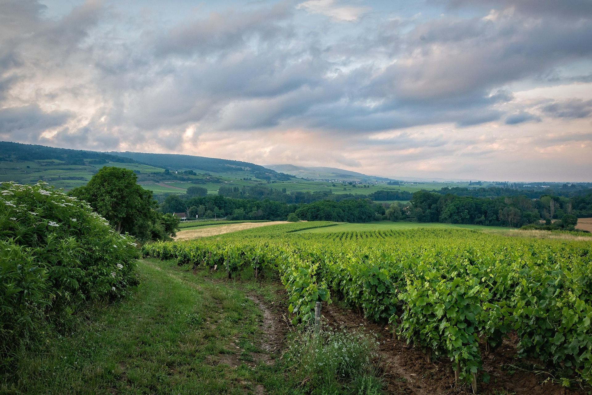 Landschap bij Bordeaux- Heerlijke fietsrondreis