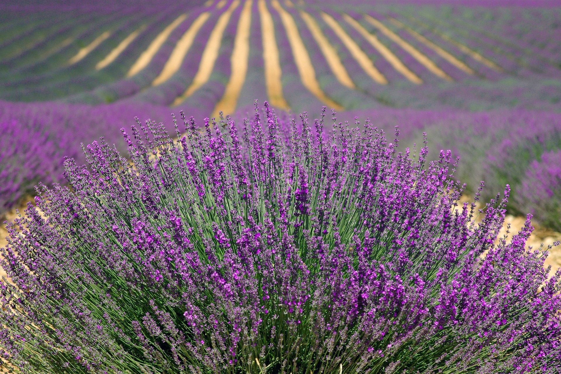 Lavendel veld - Frankrijk