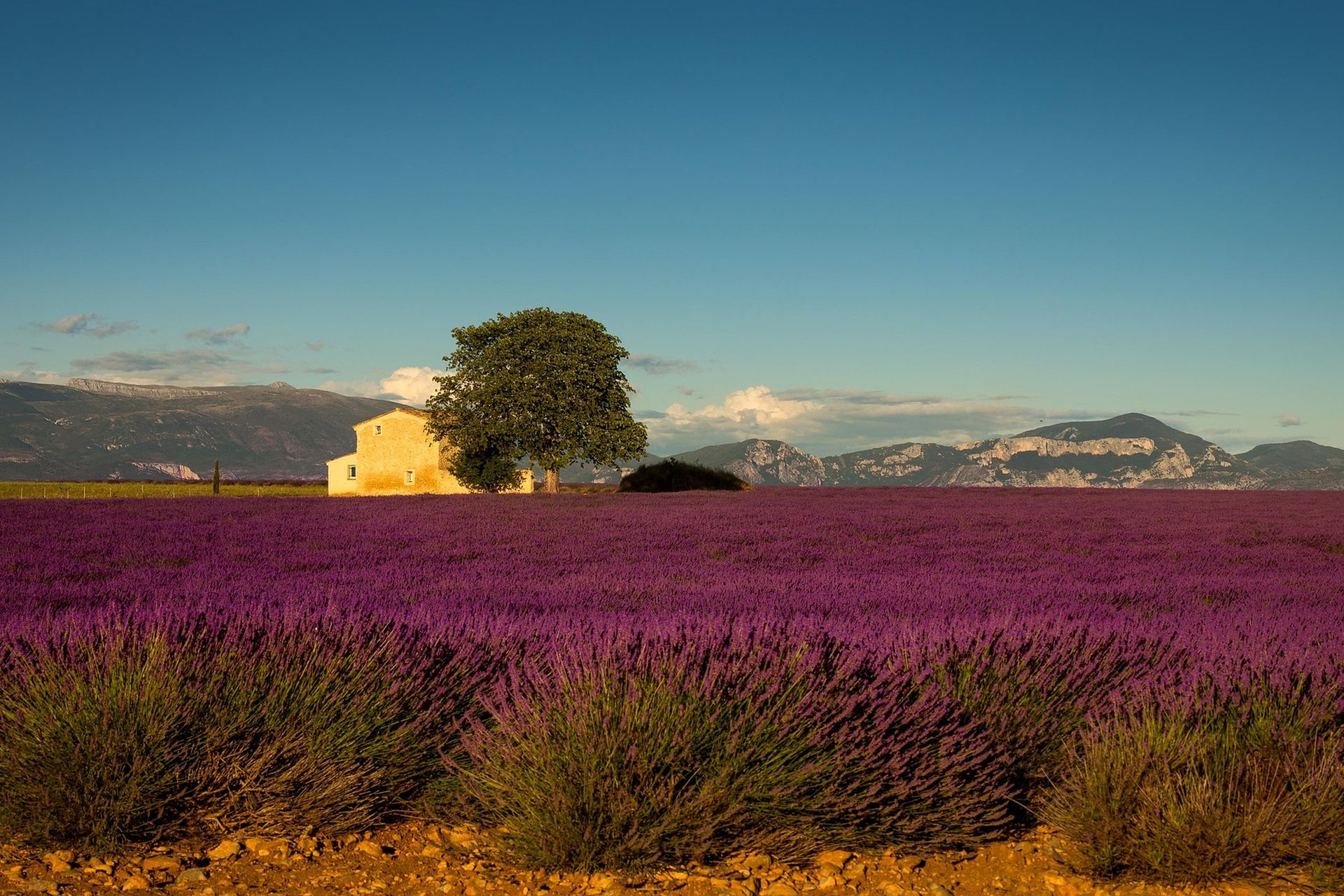 Lavendel landschap in de Provence