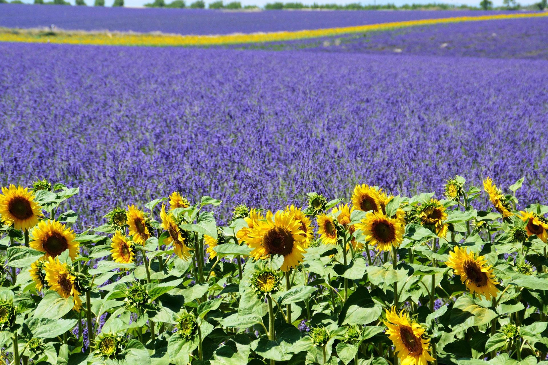 Lavendel- en zonnebloemveld in de Provence