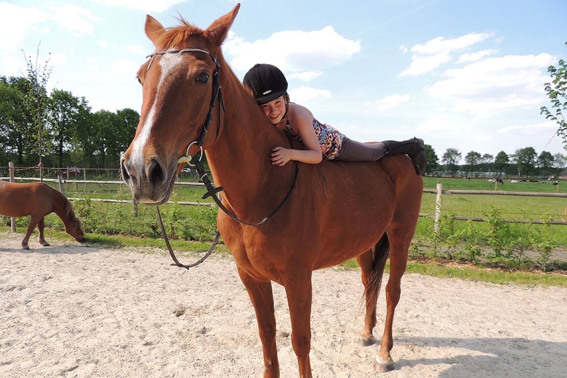 Ponyles bij Boerderij BoeBaDoe in Limburg