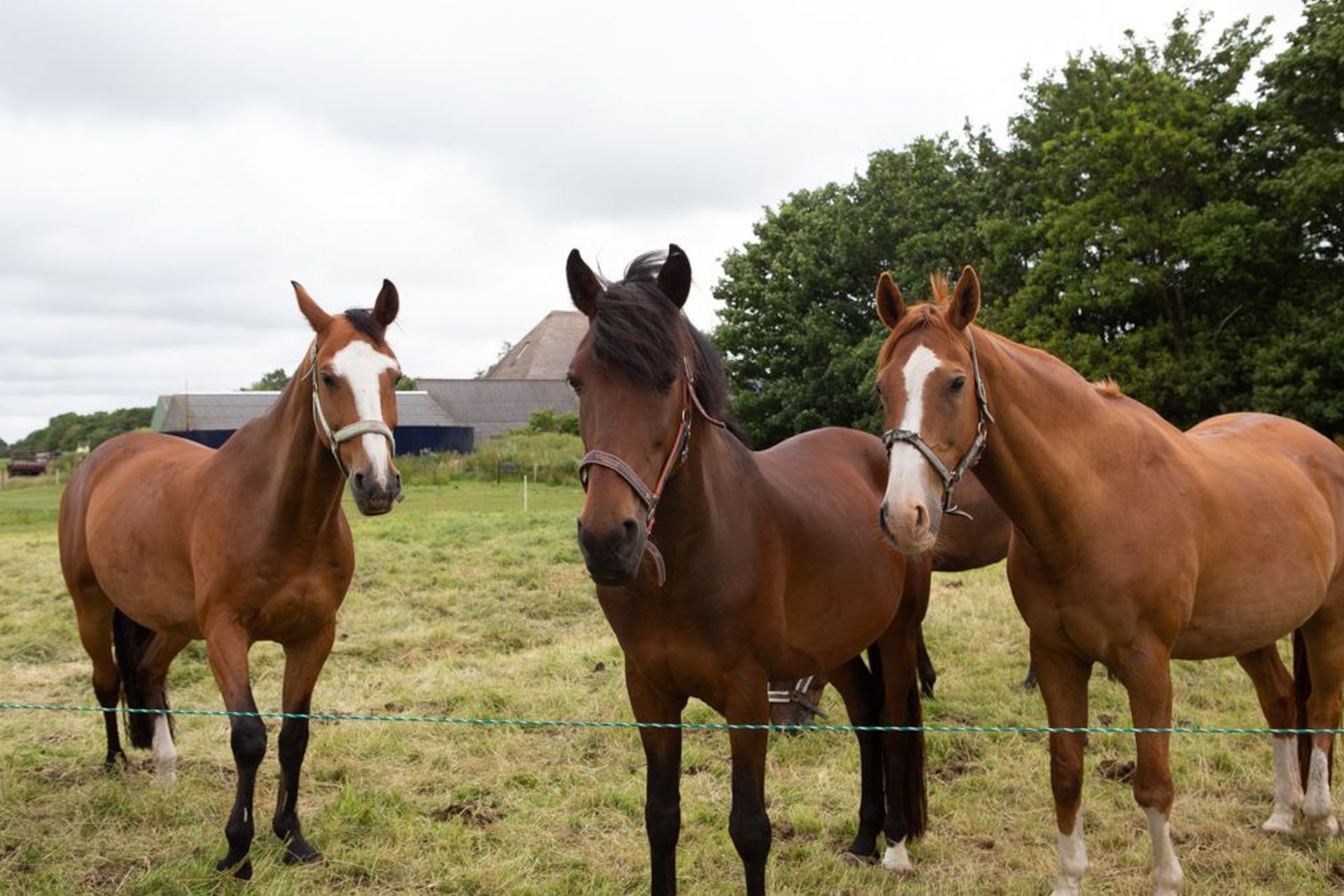 Ponyvakantie bij Fleur Stables