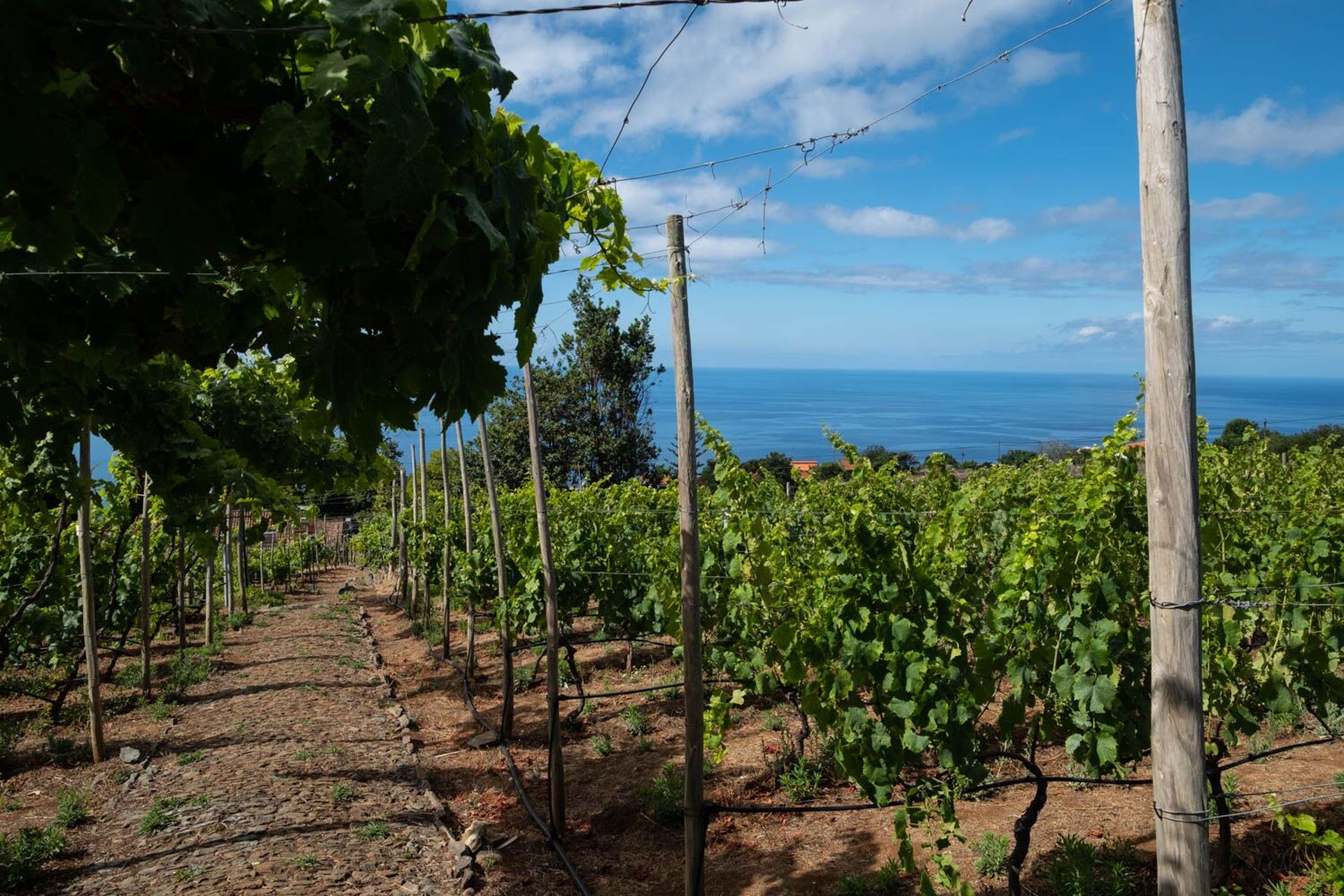 Quinta das Vinhas, Estreito da Calheta