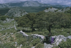 Even pauze in een olijfboomgaard - wandelvakantie Noord Spanje